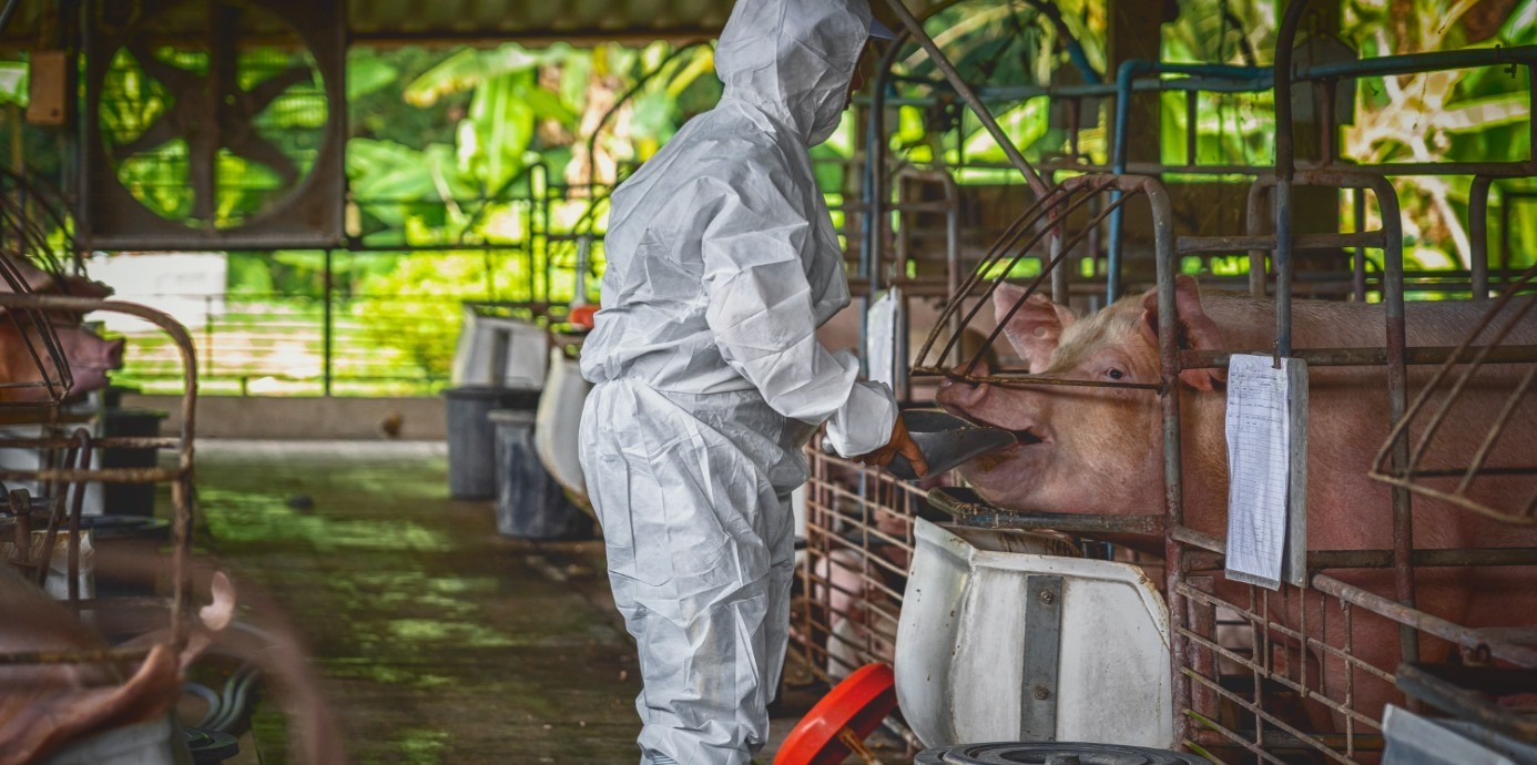 非洲豬瘟警戒！豬肉怎麼挑、怎麼煮才安心？教你3個食安重點