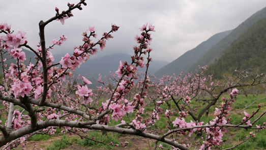 春遊好去處
